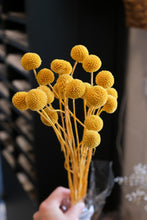 Load image into Gallery viewer, Preserved Craspedia Bunch