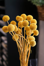 Load image into Gallery viewer, Preserved Craspedia Bunch