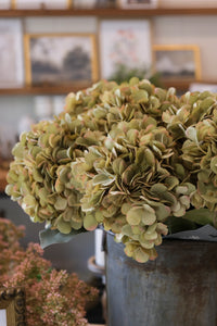 Faded Green Hydrangea Stem