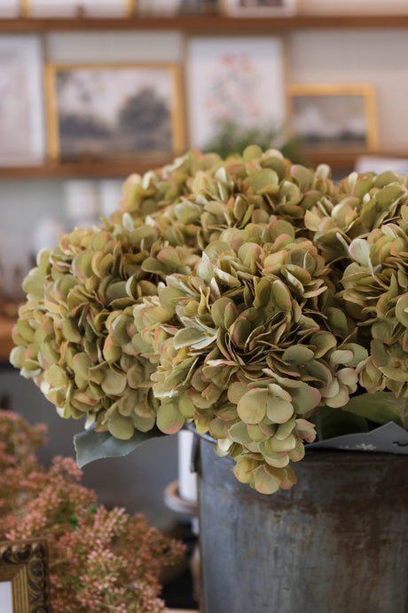Faded Green Hydrangea Stem