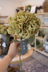 Faded Green Hydrangea Stem