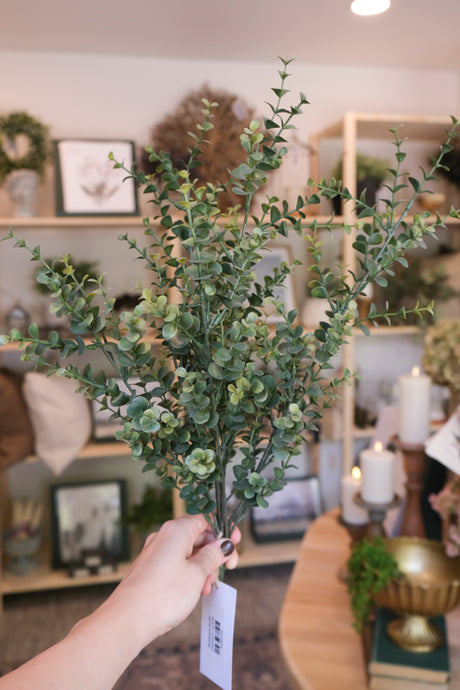 Boxwood Bush