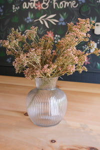 Pink Seeded Eucalyptus Bush