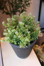 Load image into Gallery viewer, Small Boxwood Bush