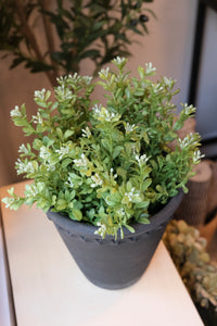 Small Boxwood Bush