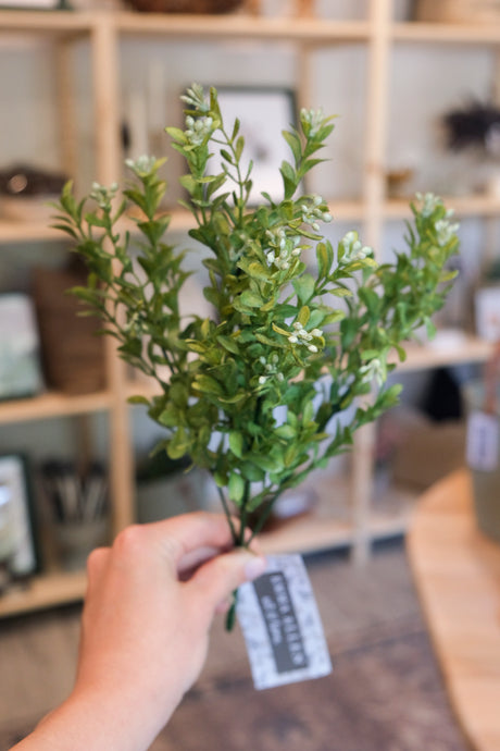 Small Boxwood Bush