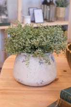 Load image into Gallery viewer, Distressed Cement Pot