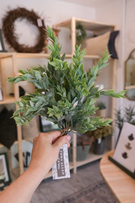 Green Ruscus Leaves Bush