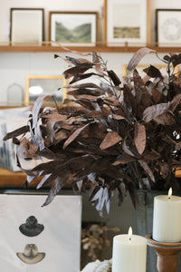 Dried Eucalyptus Stem