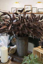Load image into Gallery viewer, Dried Eucalyptus Stem