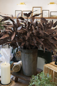 Dried Eucalyptus Stem