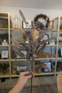 Dried Eucalyptus Stem