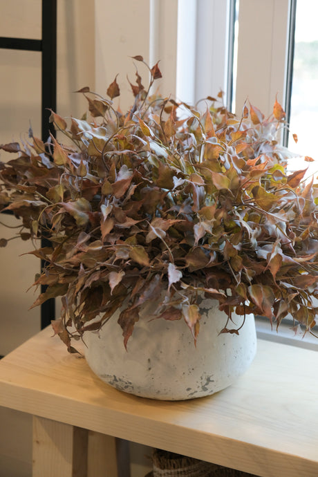 Burgundy Ivy Spray