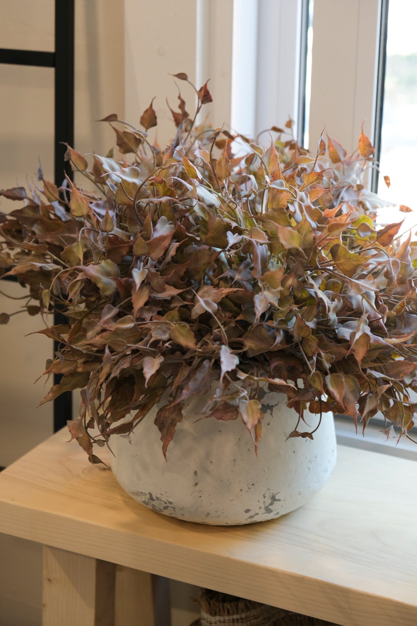 Burgundy Ivy Spray