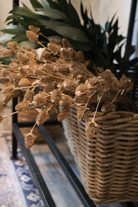 Dried Thistle Spray