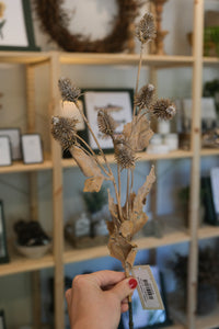 Dried Thistle Spray