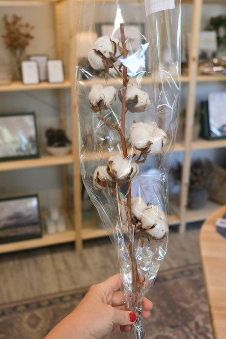 Natural Cotton Stem