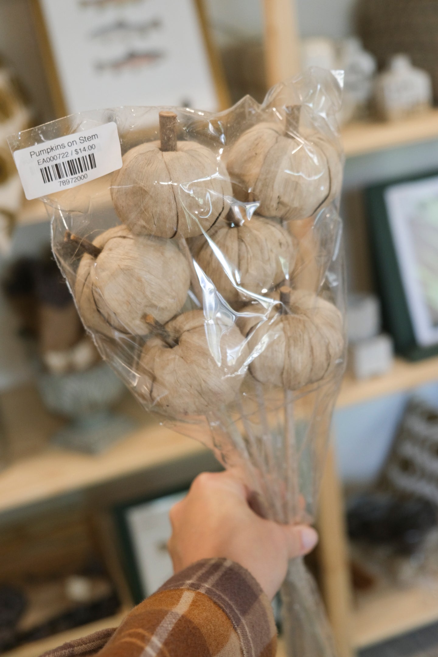 Pumpkins on Stem