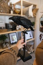 Load image into Gallery viewer, Perched Crow