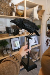 Perched Crow