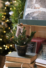 Load image into Gallery viewer, Potted Angel Pine