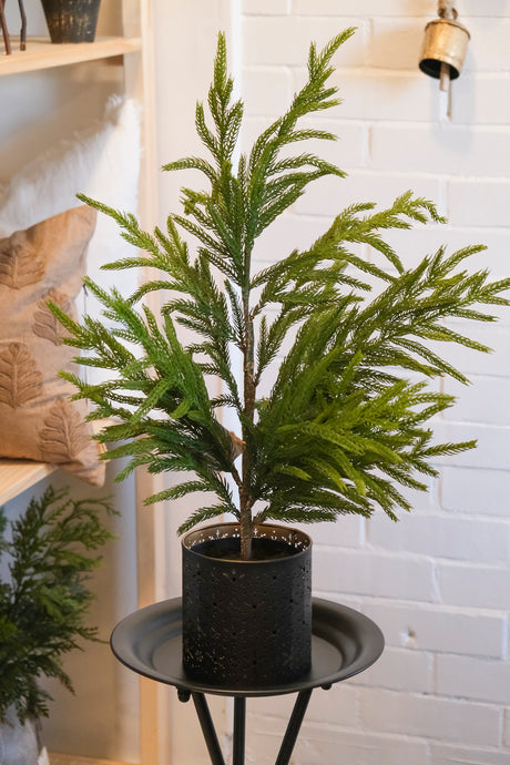 Fresh Touch Norfolk Pine Potted Tree - 26