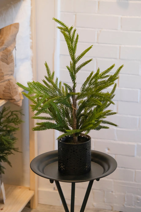 Fresh Touch Norfolk Pine Potted Tree - 19