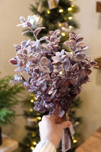 Load image into Gallery viewer, Snowy Burgundy Aglaia Bush - 16”