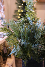 Load image into Gallery viewer, Fresh Touch Northern White Cedar Potted Tree - 24&quot;