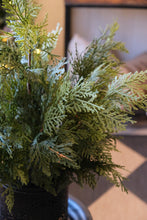 Load image into Gallery viewer, Fresh Touch Northern White Cedar Potted Tree - 24&quot;