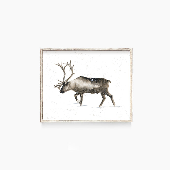 Elk