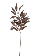 Load image into Gallery viewer, Dried Eucalyptus Stem