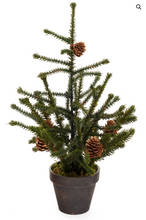 Load image into Gallery viewer, Potted Angel Pine