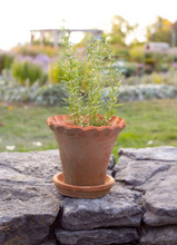 Load image into Gallery viewer, Frilly Edge Terracotta Pot - Small