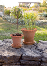 Load image into Gallery viewer, Frilly Edge Terracotta Pot - Large