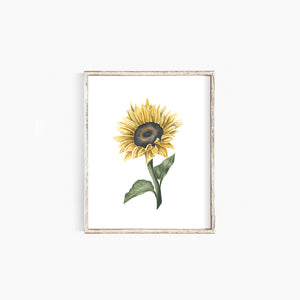 Sunflower II