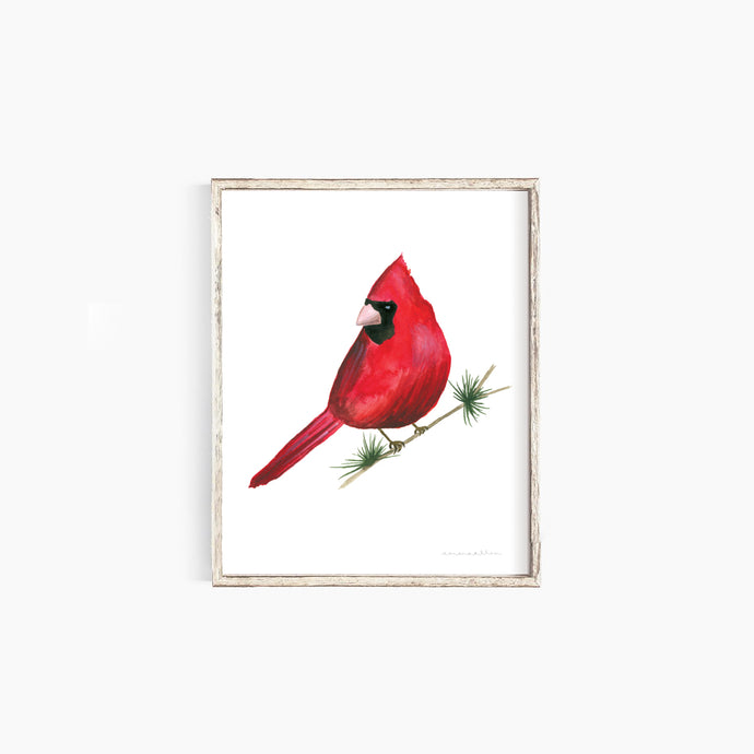 Cardinal on White