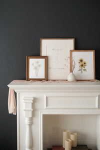 * RETIRING * Scabiosa