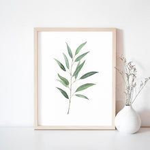 Load image into Gallery viewer, * RETIRING * Eucalyptus