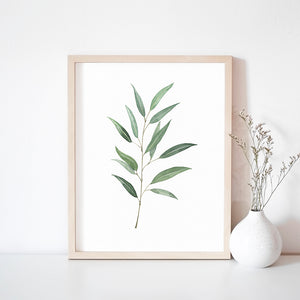 * RETIRING * Eucalyptus