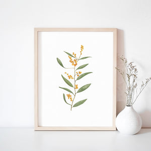* RETIRING * Golden Wattle