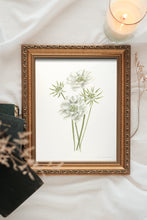 Load image into Gallery viewer, * RETIRING * Scabiosa