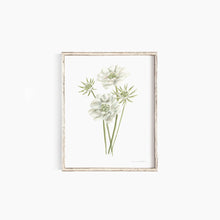 Load image into Gallery viewer, * RETIRING * Scabiosa