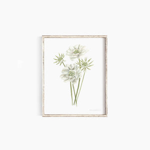 * RETIRING * Scabiosa