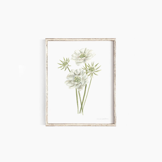 * RETIRING * Scabiosa