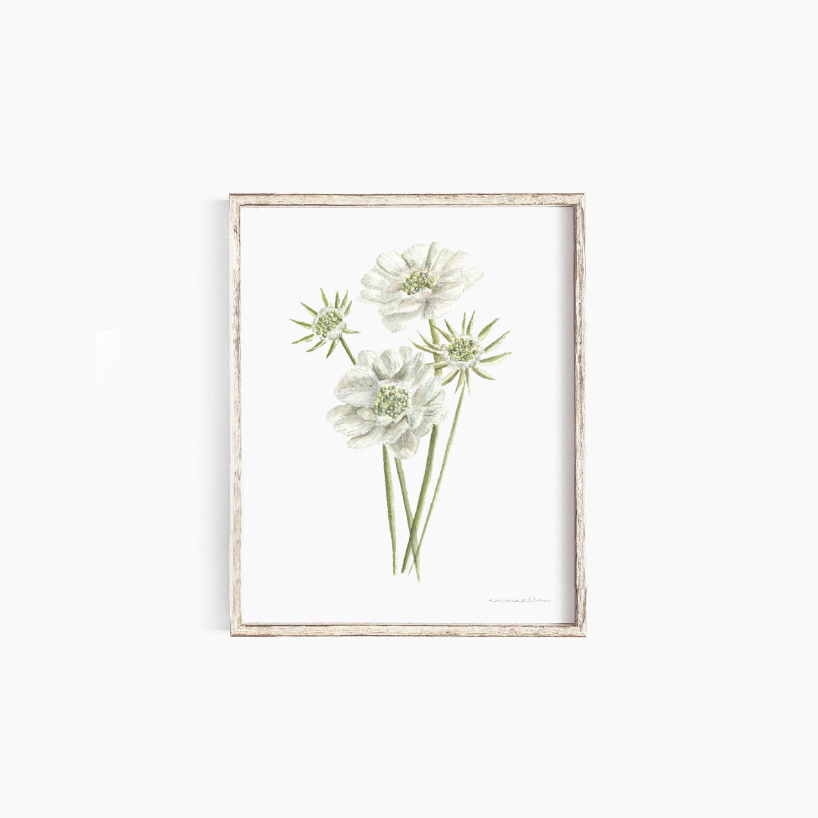 * RETIRING * Scabiosa