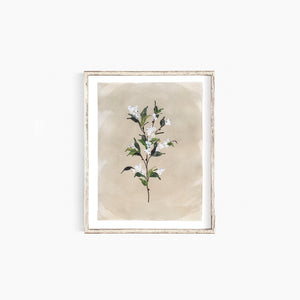 * RETIRING * Snowberries I