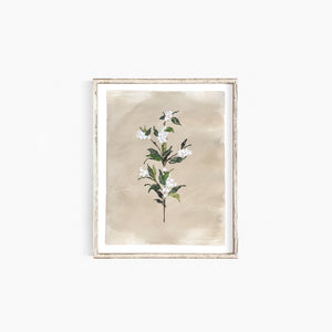 * RETIRING * Snowberries II