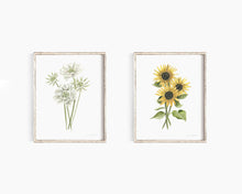 Load image into Gallery viewer, * RETIRING * Scabiosa