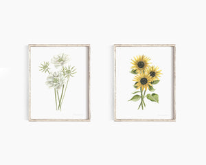 * RETIRING * Scabiosa